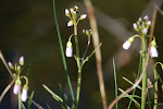 Pinksterbloem (Cardamine pratensis)