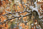 DSC_0041.JPG
