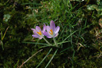 Bonte Krokus (eerste dag van de bloei)