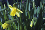 eerste bloeiende narcis ('s namiddags)