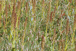 Veld uitgebloeide Rietorchis