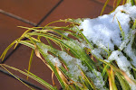 Smeltende sneeuw op lisplant