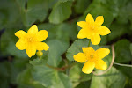 Flora rond de poel