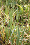 Flora rond de poel