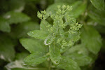 Roze hemelsleutel (Sedum spectabile)