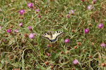 Papilio machaon