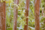 Heggerank (Bryonia dioica)
