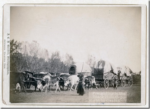 Title: Freighting in the Black Hills
A woman and a boy using bullwhackers to control a train of oxen. [between 1887 and 1892]
Repository: Library of Congress Prints and Photographs Division Washington, D.C. 20540