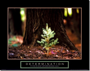 determination-little-pine