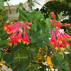 Trumpet Honeysuckle
