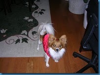 Dumpy Dutchess Dog