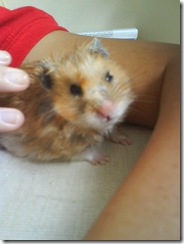 Hammie