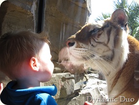 gus nose to nose with tiger