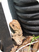 FROG FRIEND FROG FRIEND