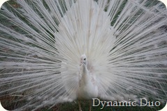 peacock (2)