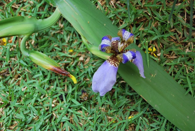 [Jardim de Dinah 11-09 019[3].jpg]