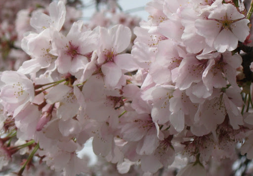 Cherry Blossom Festival in
