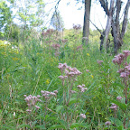 2010 Prairie Shot IMG_4831.jpg
