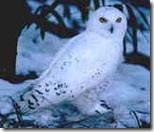 snowyowl_5