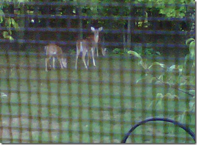 9122010deer