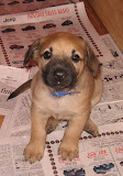 Huck at 4 weeks