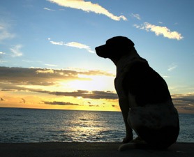 [dog-sunset-278x225[2].jpg]