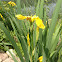 Yellow flag iris