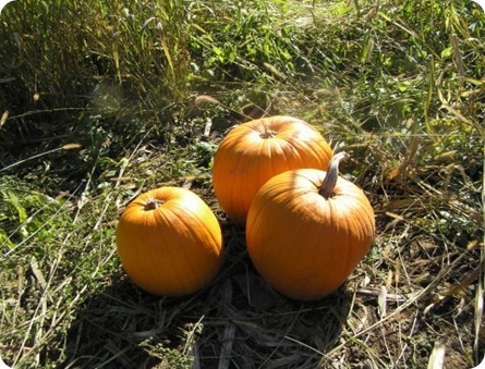 Pumpkins