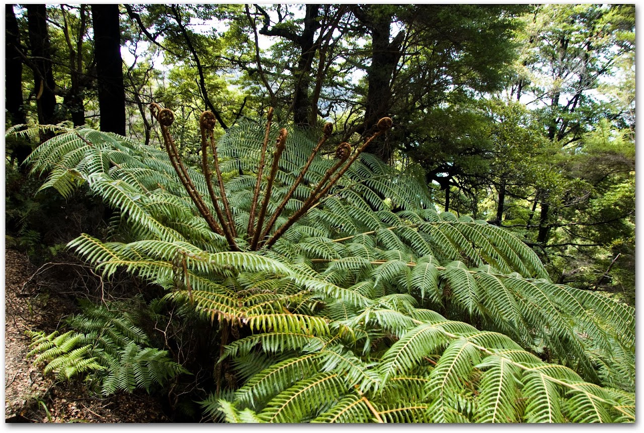 Fern fronds