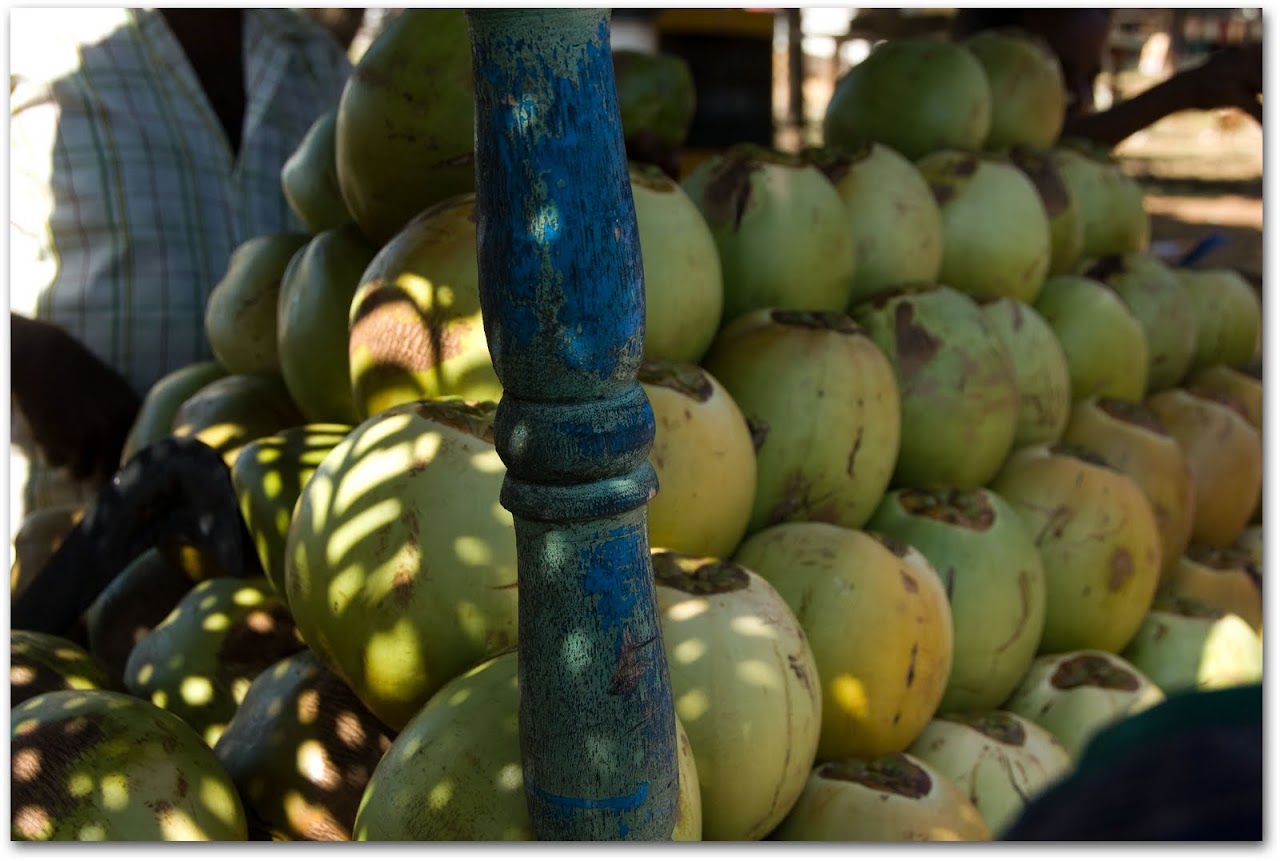 Coconuts