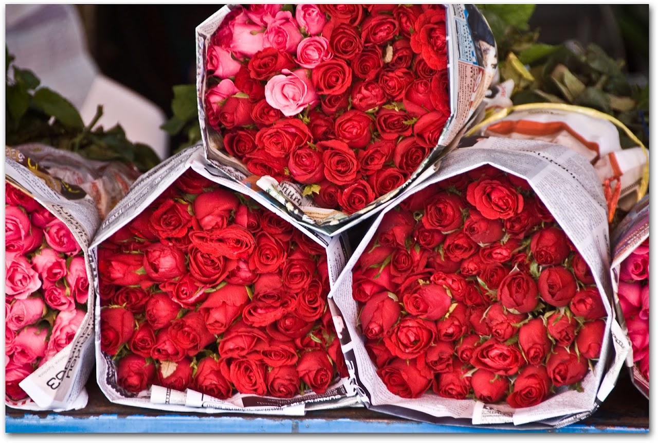Roses