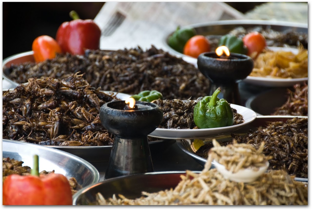 Fried insects