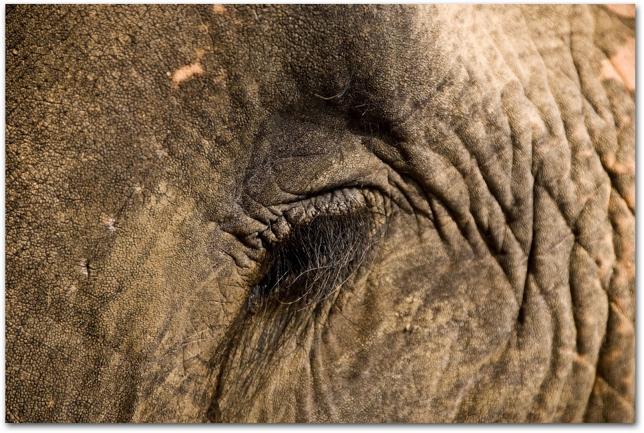 Elephant eye