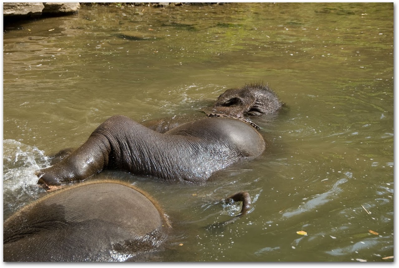 Elephant bathing