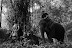 trained by elephants