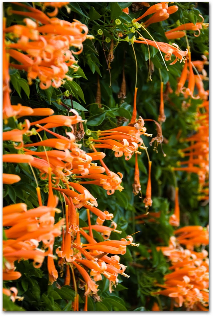 Flowers in Lampang