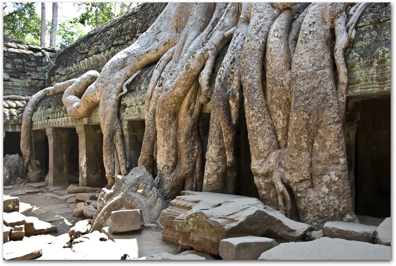 Ta Prohm tree roots
