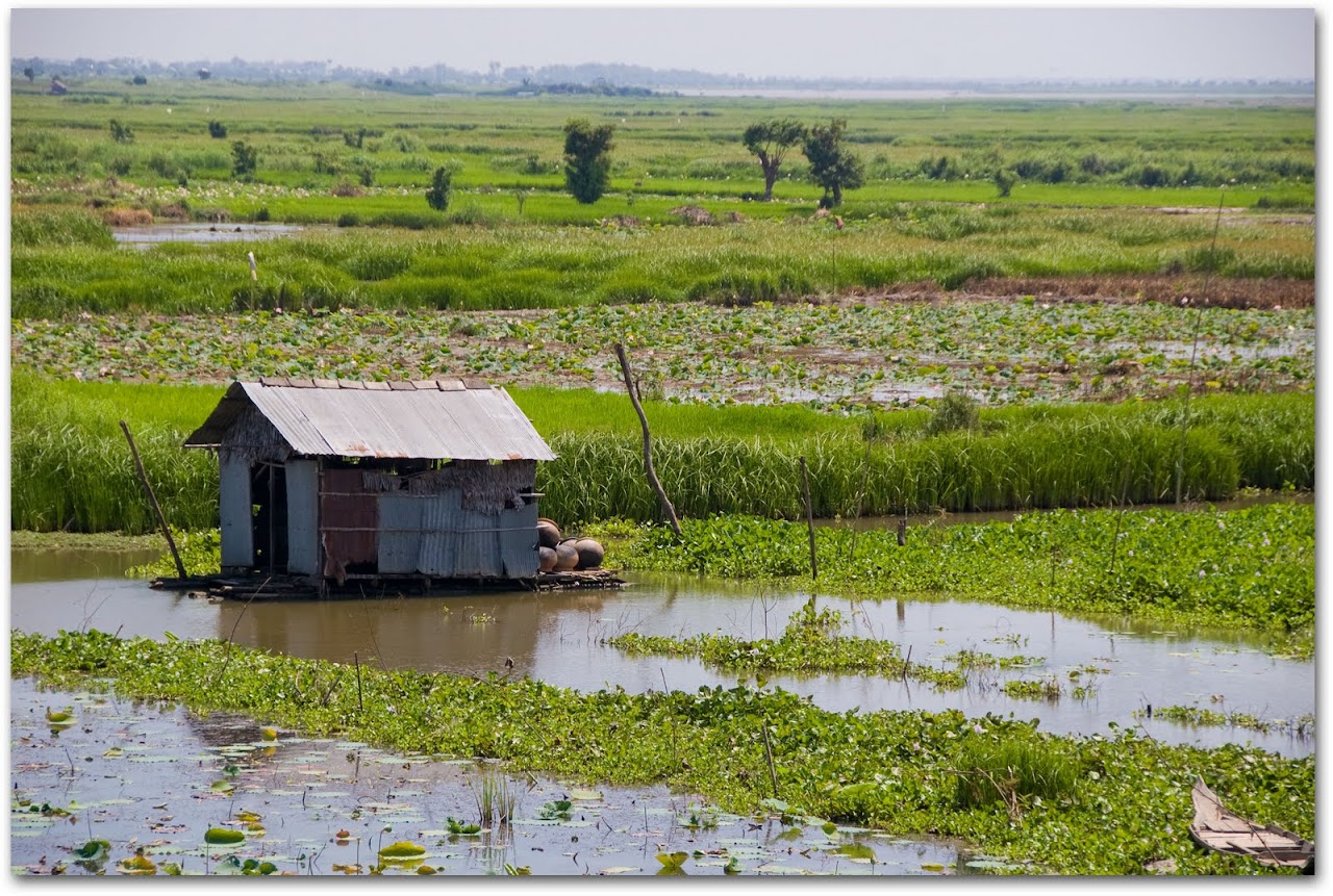 Rice fields Kompong Chhnang