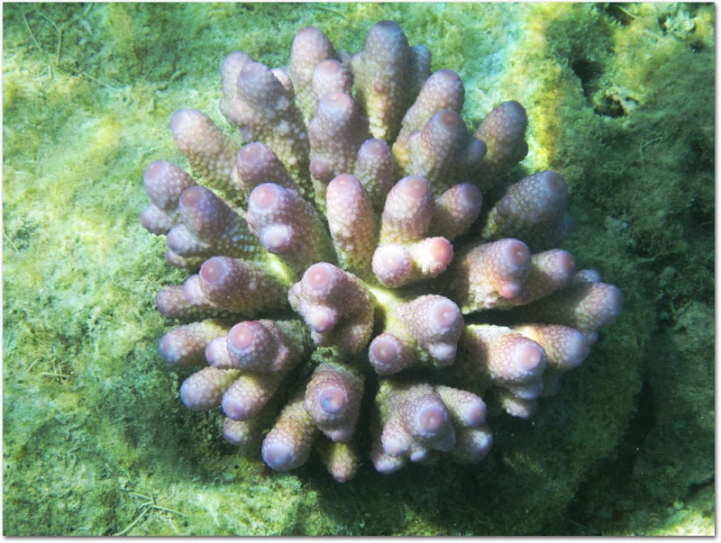 Pink coral at Whitsundays