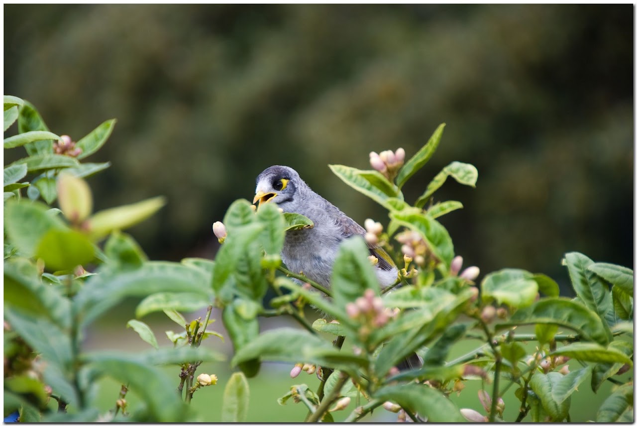 Small bird in Sydney Botanical Gardens