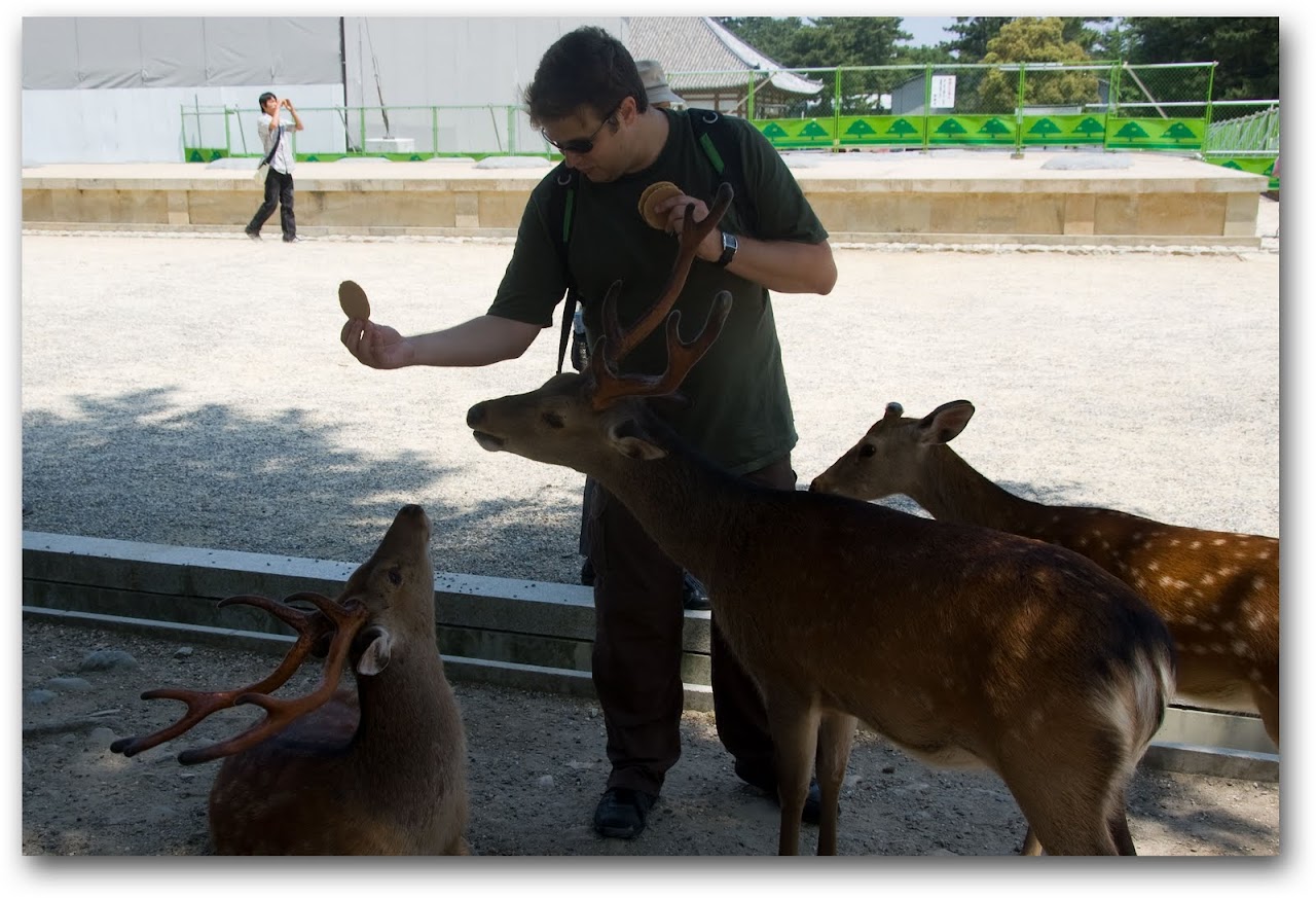 Patrick feeding deer at Nara