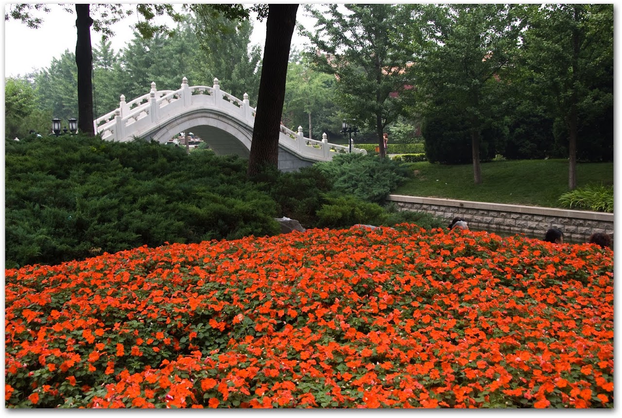 Red flowers at the park near the Forbidden City