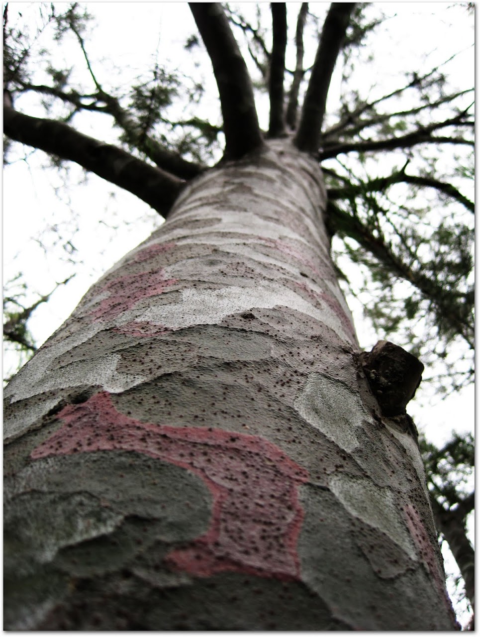 Camouflage tree