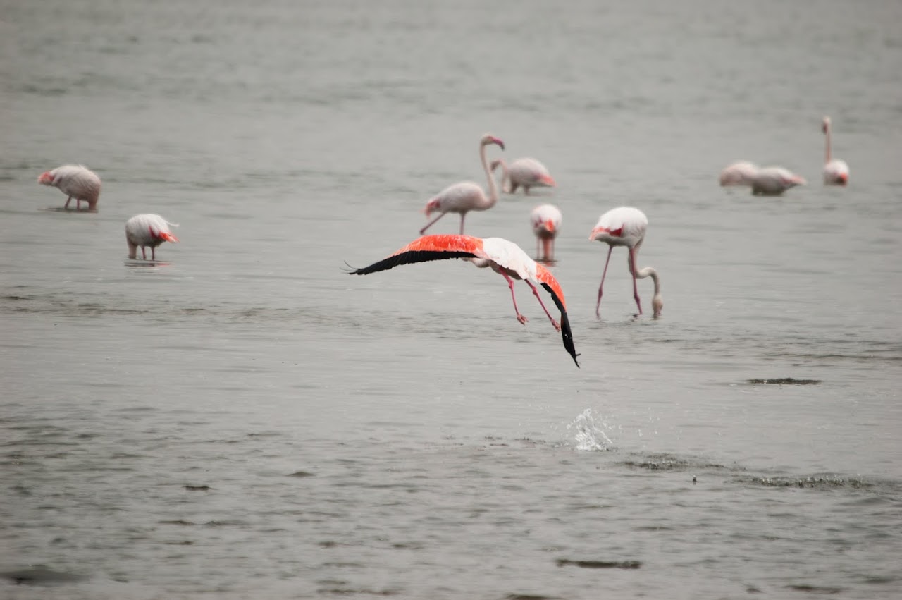 Flamingo flying