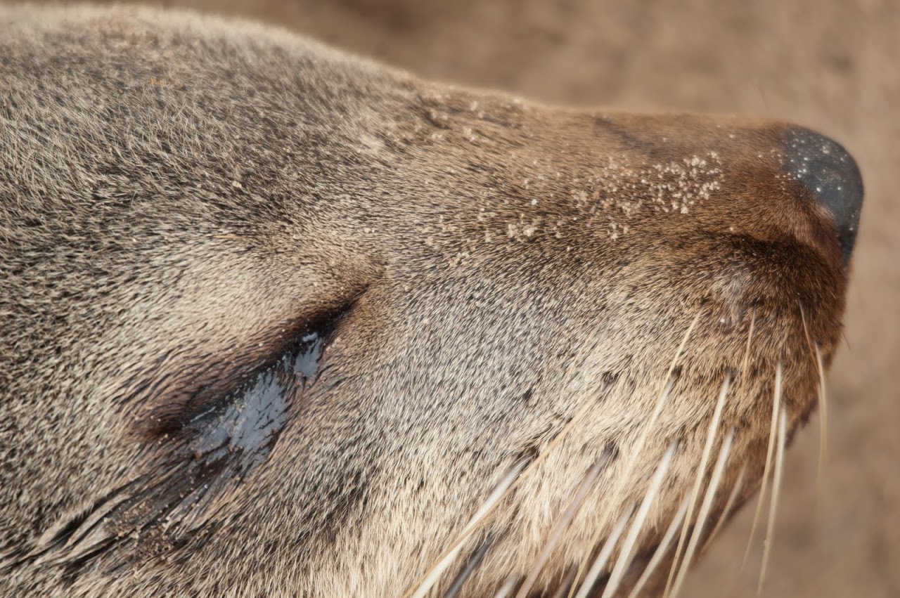 Seal face