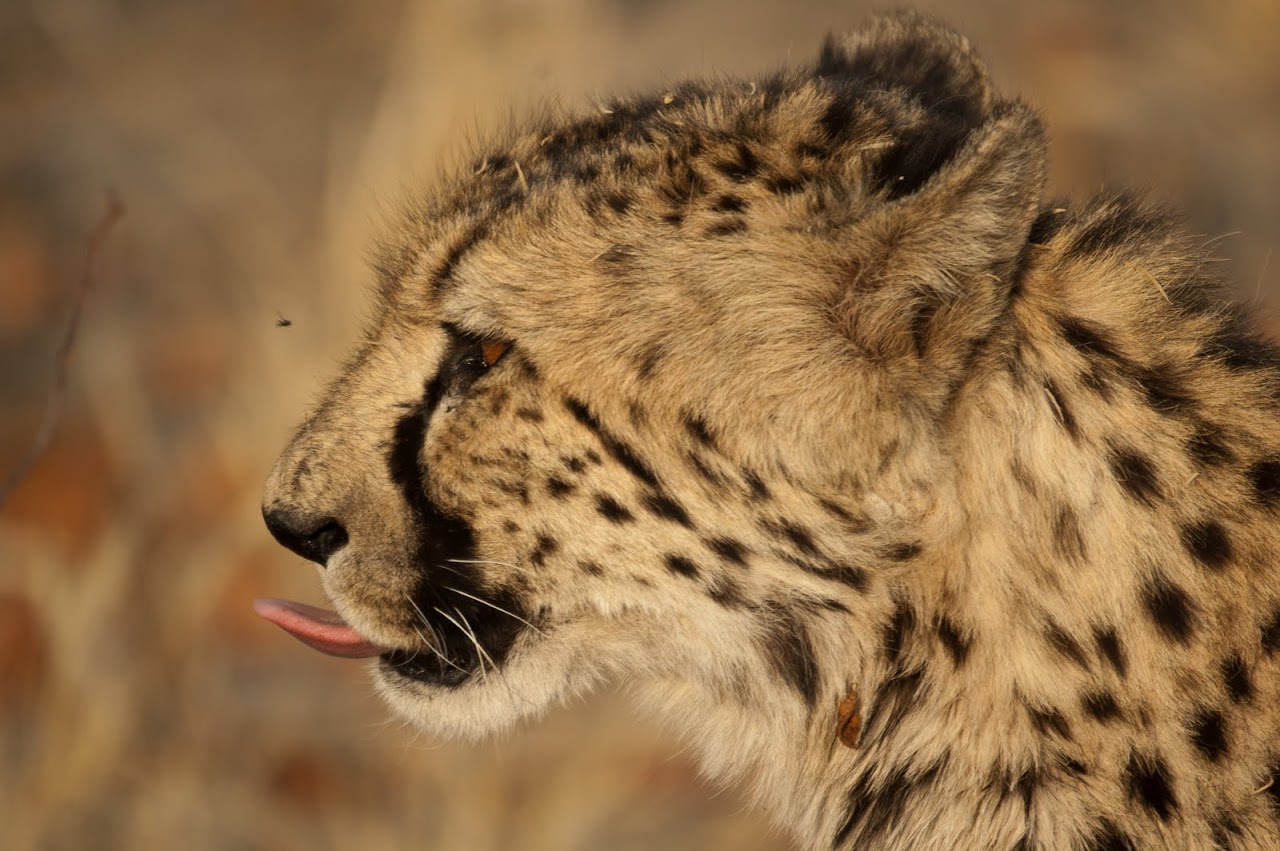 Cheetah and a fly