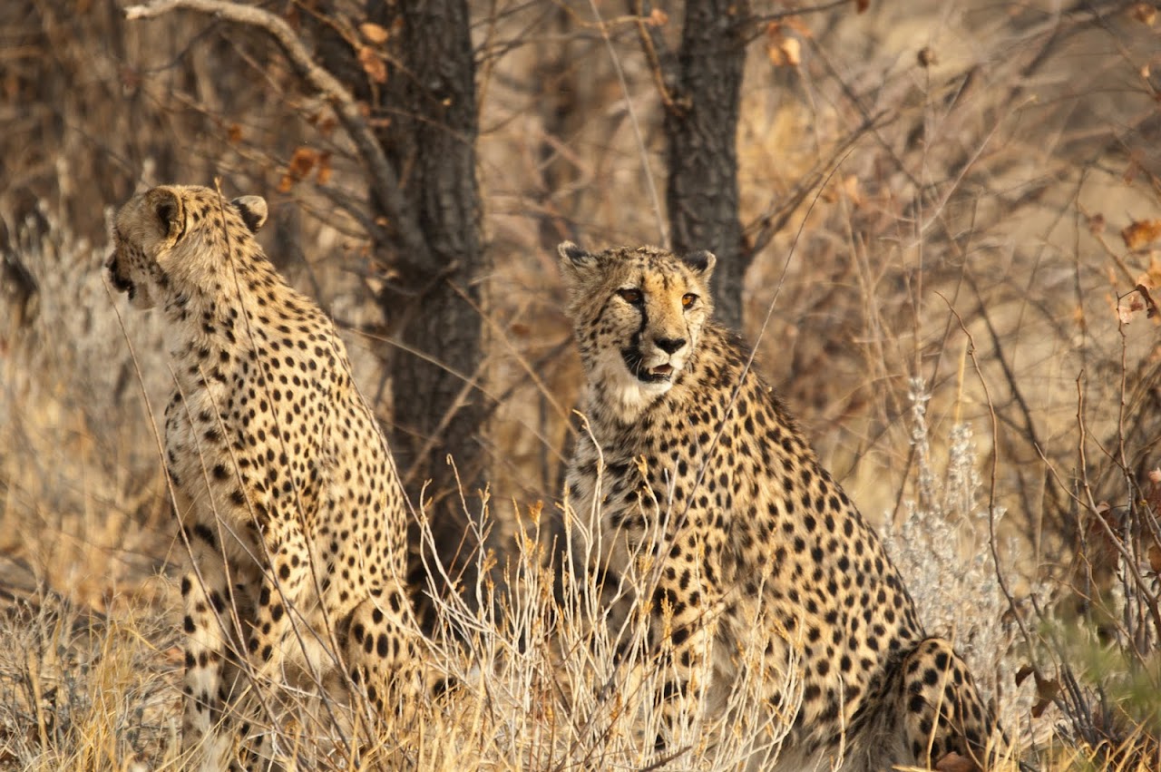Cheetahs