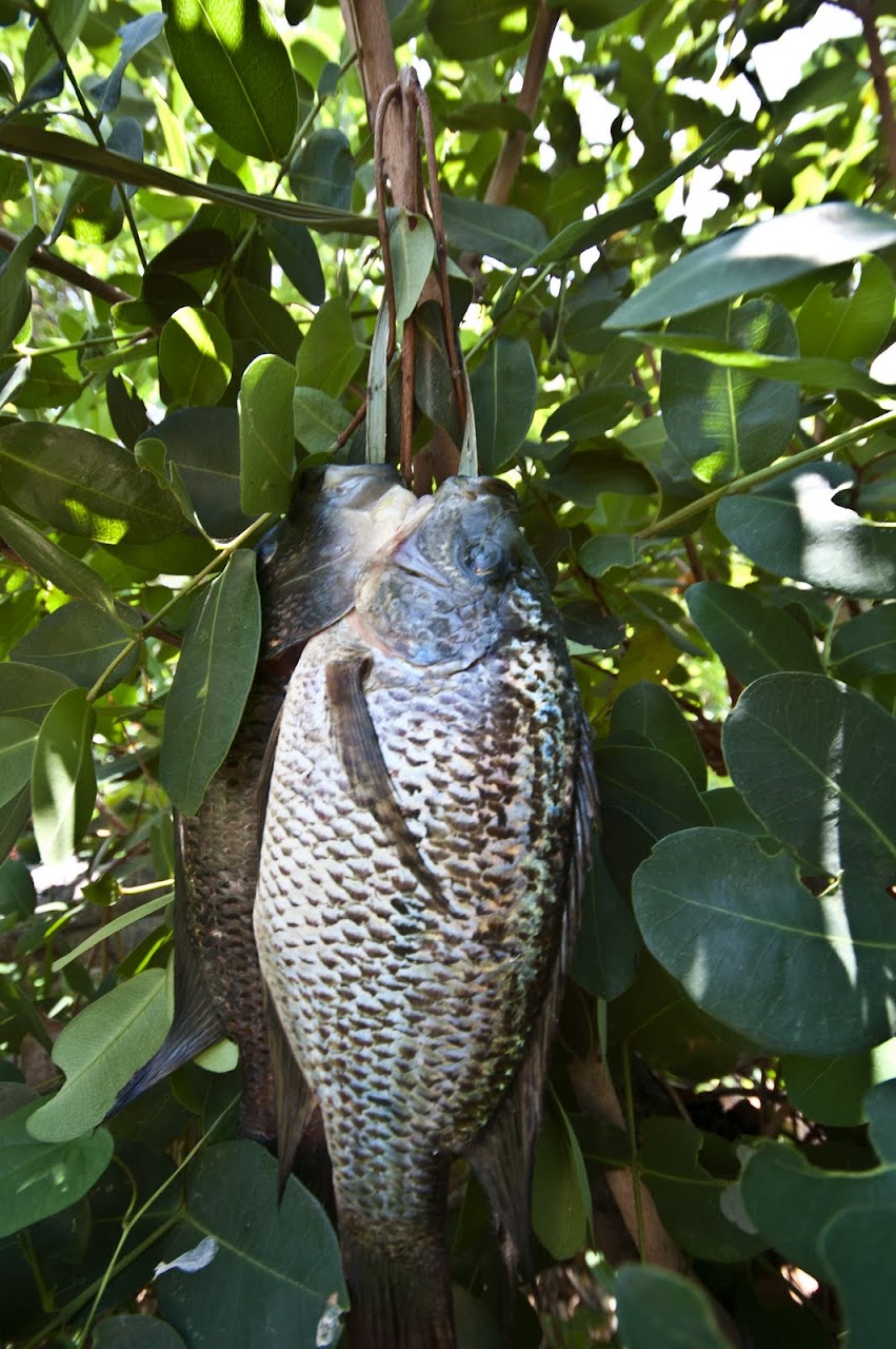 Fish caught