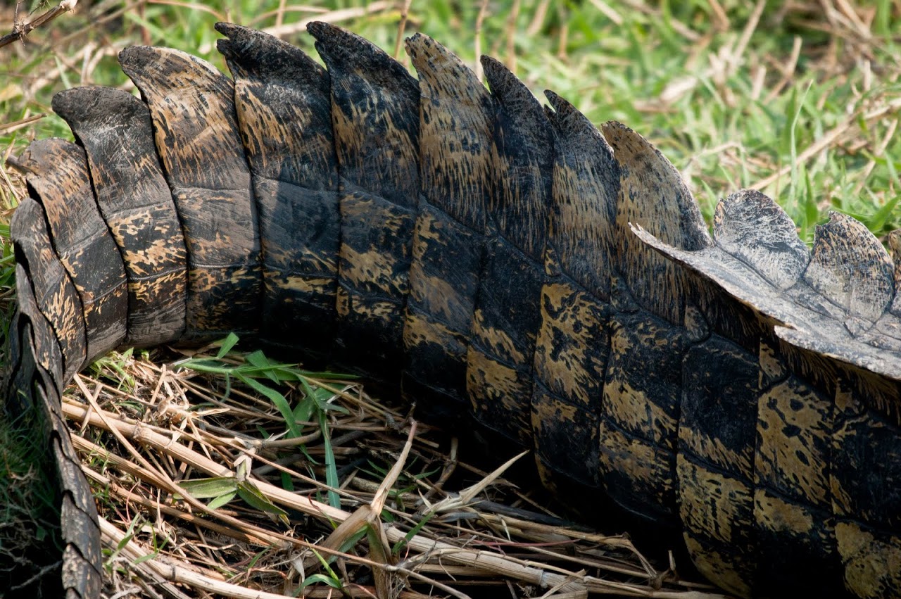 Crocodile tail