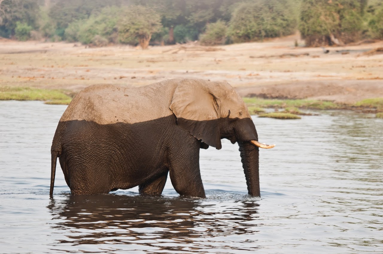Elephants crossing
